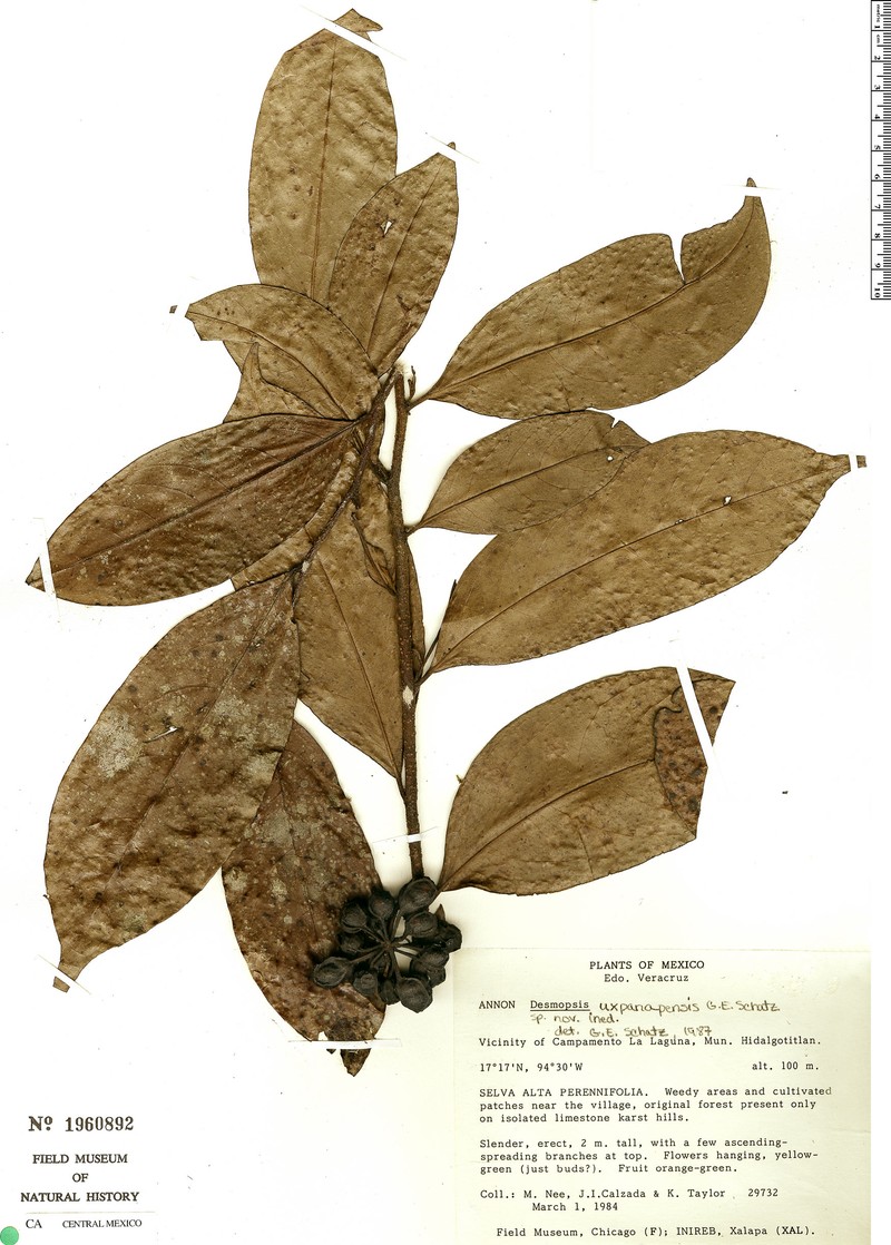 Desmopsis uxpanapensis photo 2