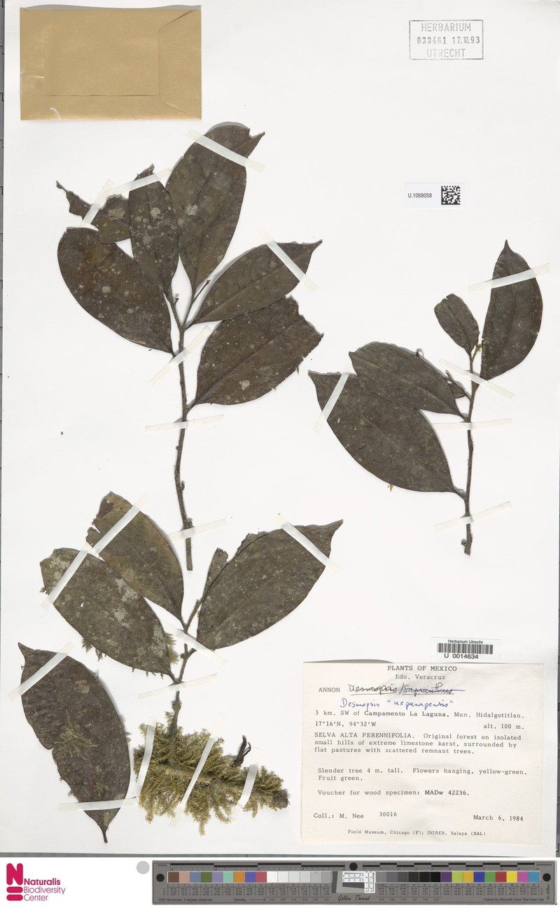 Desmopsis uxpanapensis photo 3