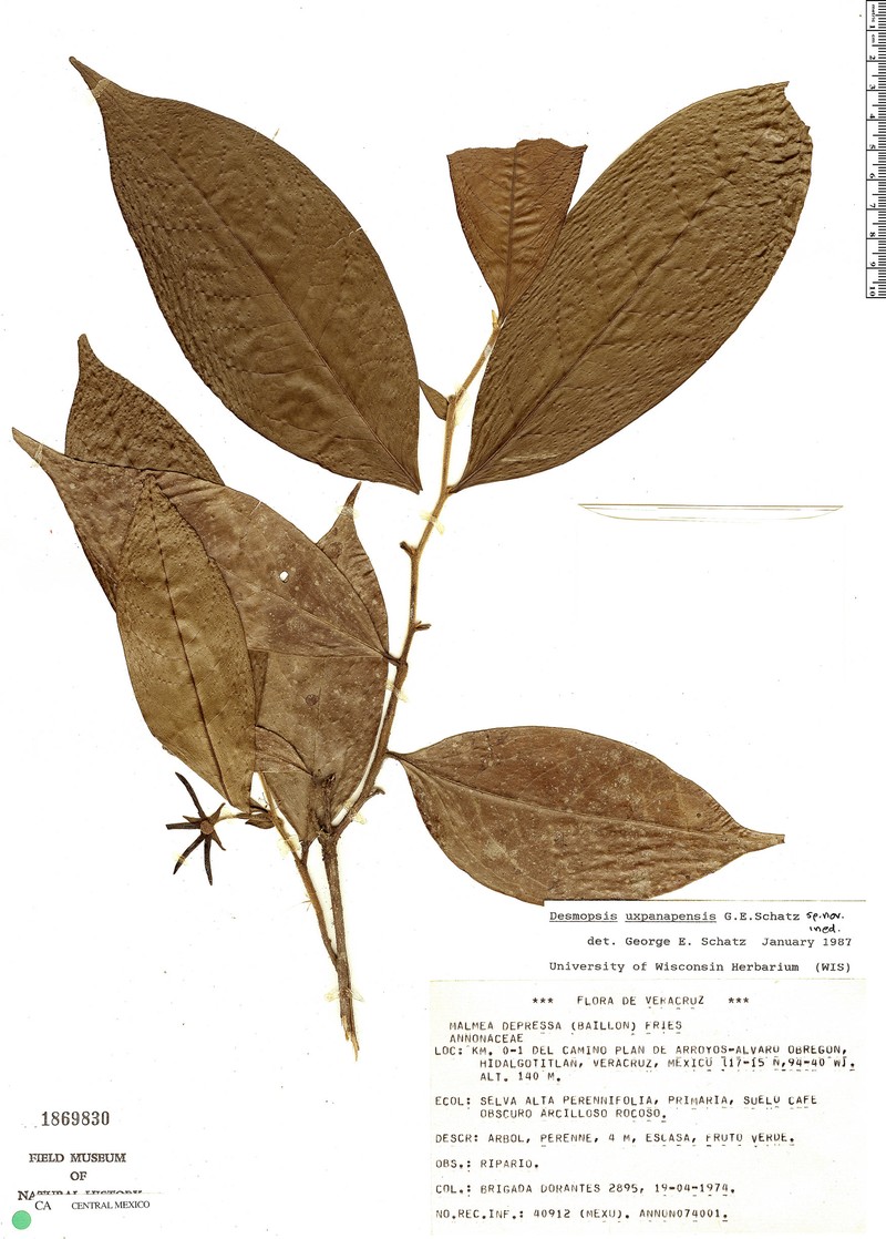 Desmopsis uxpanapensis photo 4