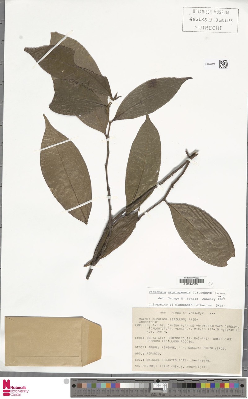 Desmopsis uxpanapensis photo 5