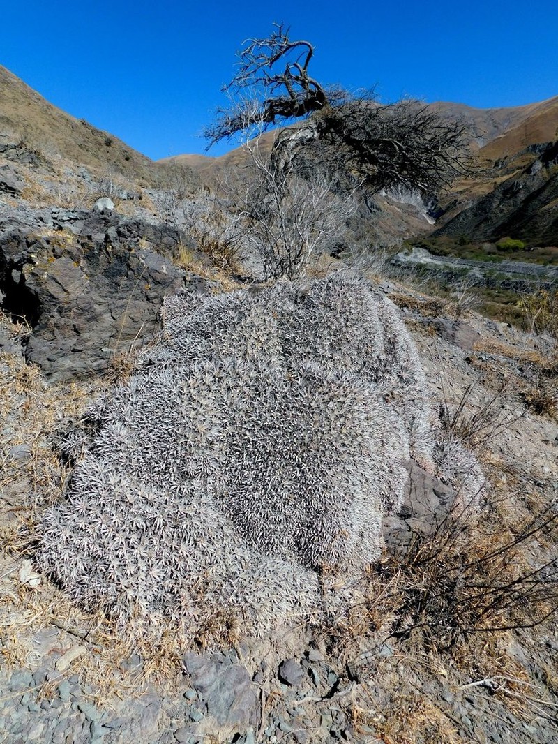 Deuterocohnia abstrusa