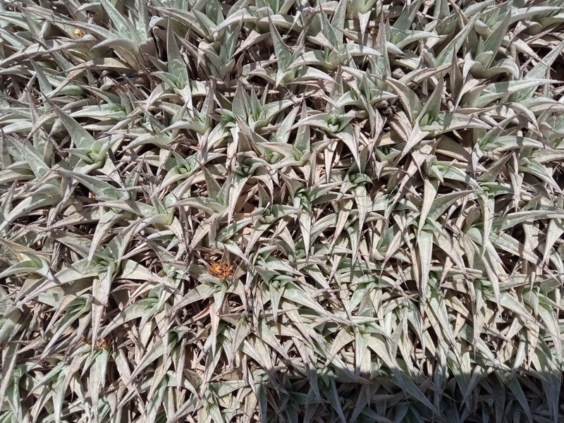 Deuterocohnia abstrusa photo 2