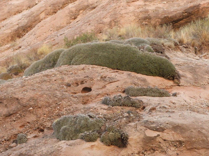 Deuterocohnia abstrusa photo 3