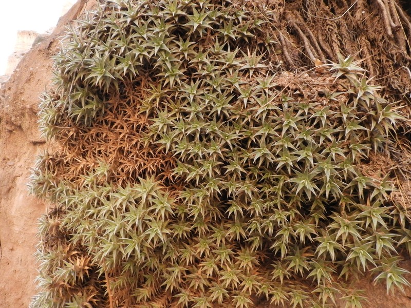 Deuterocohnia abstrusa photo 4