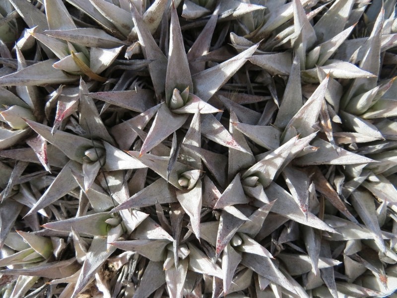 Deuterocohnia abstrusa photo 5