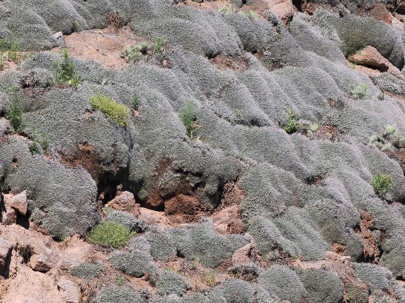 Deuterocohnia abstrusa photo 6