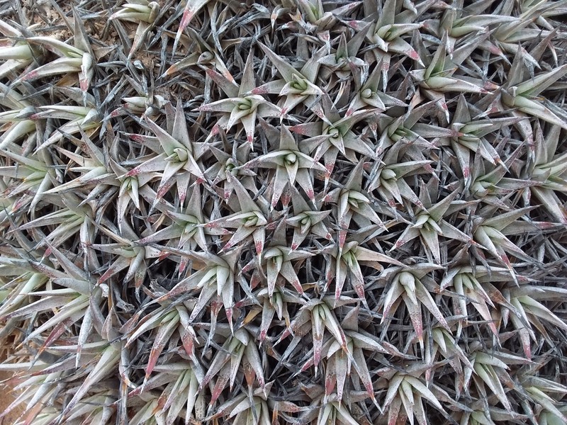 Deuterocohnia abstrusa photo 7