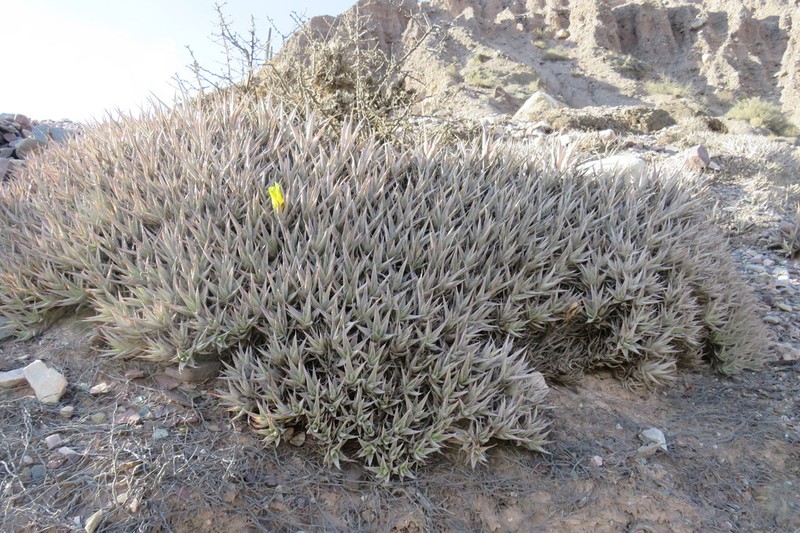 Deuterocohnia abstrusa photo 8