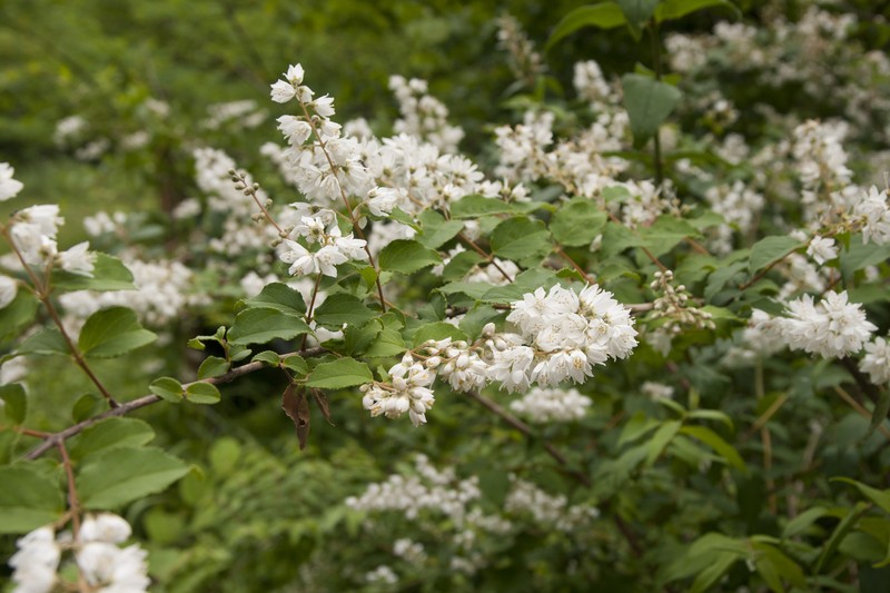 Crenate Pride-Of-Rochester photo 2