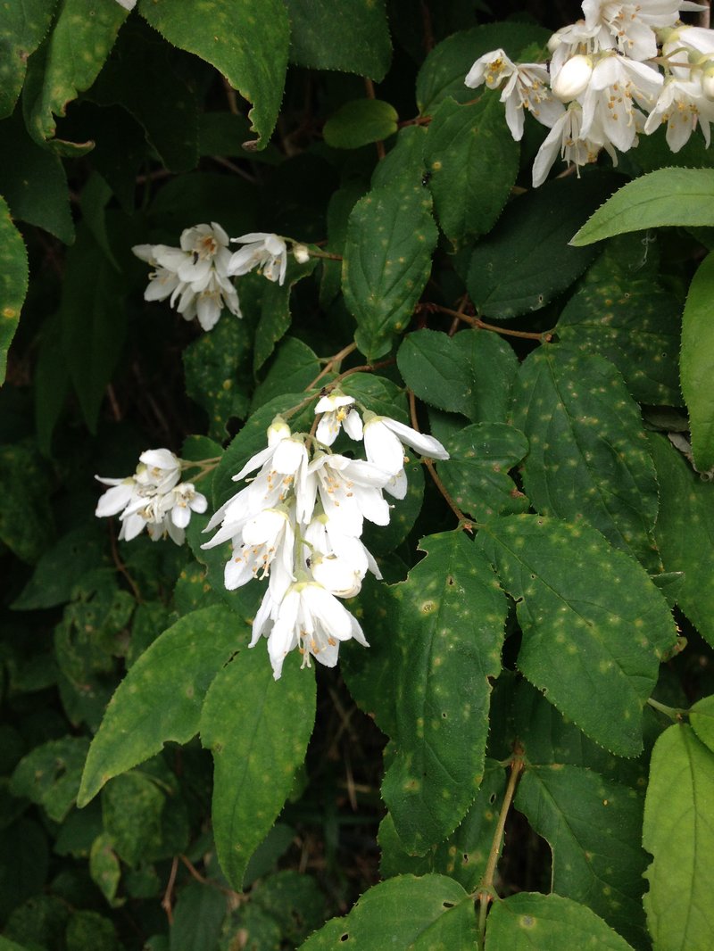 Crenate Pride-Of-Rochester