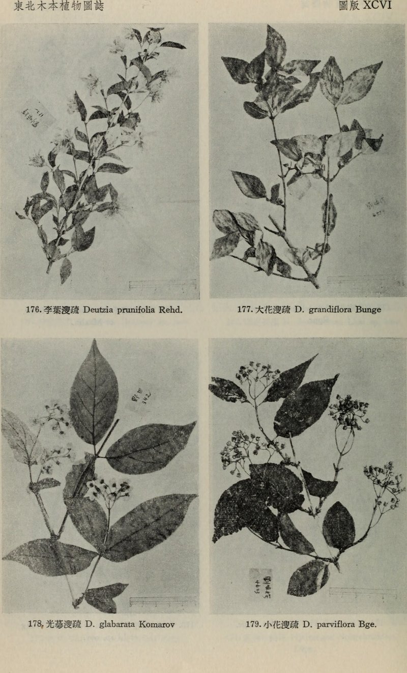 Deutzia glabrata
