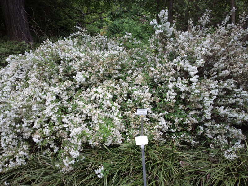 Slender Pride Of Rochester photo 4