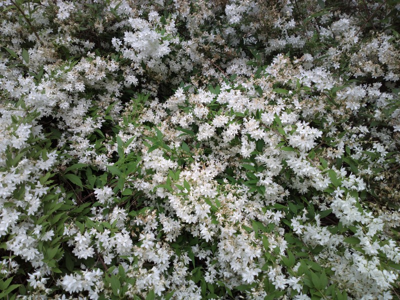 Slender Pride Of Rochester photo 5