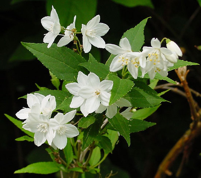 Slender Pride Of Rochester