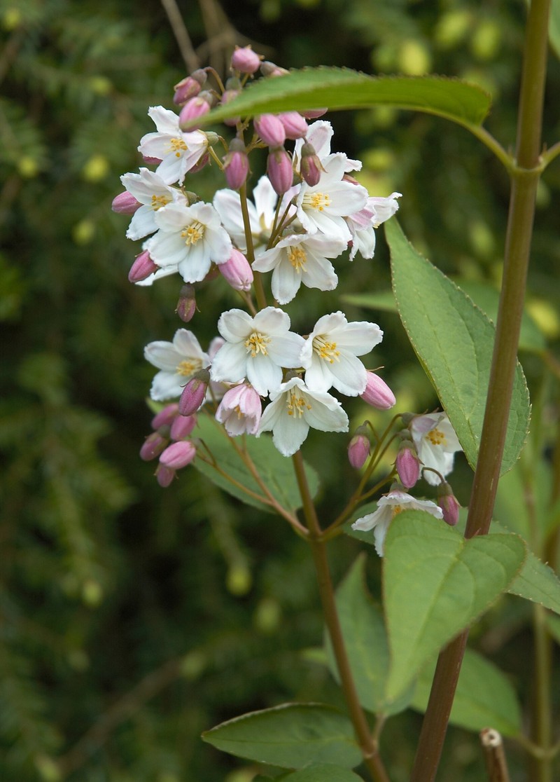 Slender Pride Of Rochester photo 2