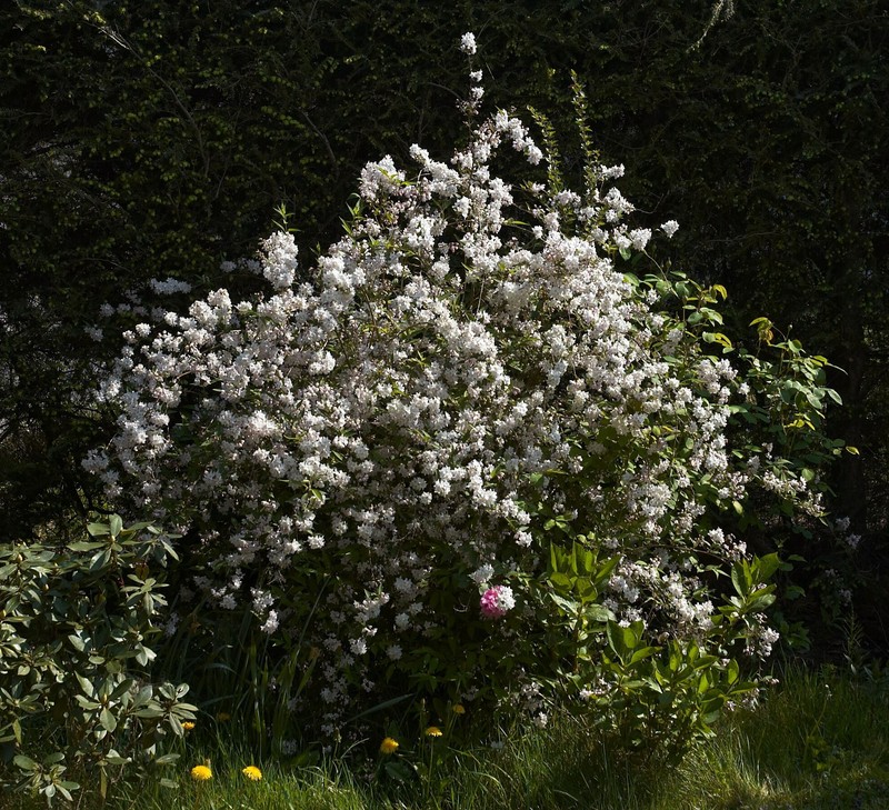 Slender Pride Of Rochester photo 3