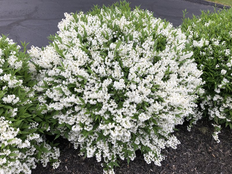 Slender Pride Of Rochester photo 6
