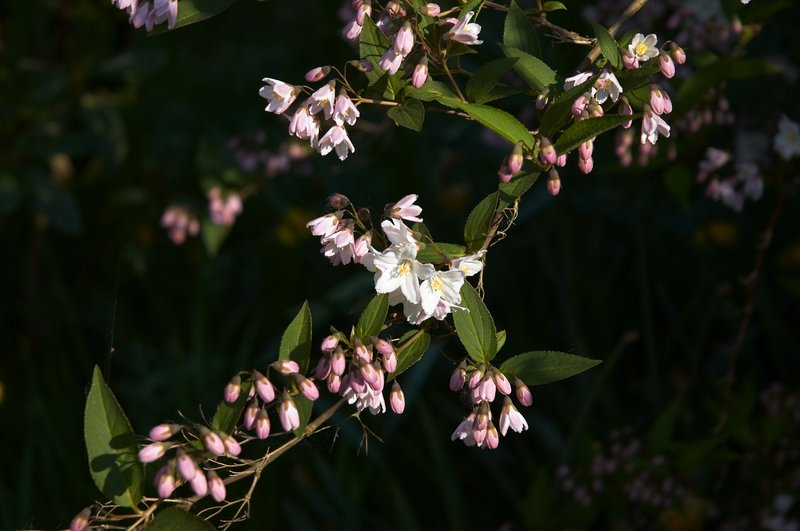 Slender Pride Of Rochester photo 8