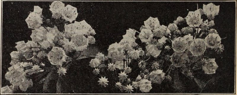 Deutzia lemoinei