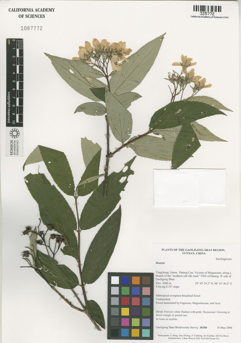 Deutzia longifolia var. longifolia