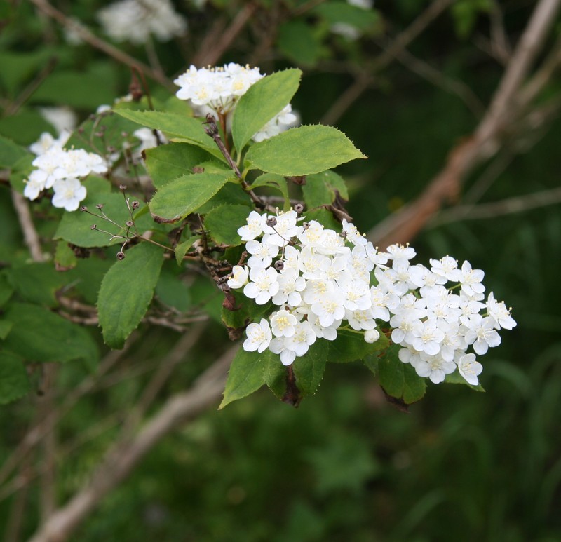 Mongolian Pride-Of-Rochester