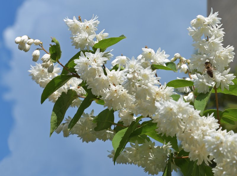 Fuzzy Pride-Of-Rochester photo 8