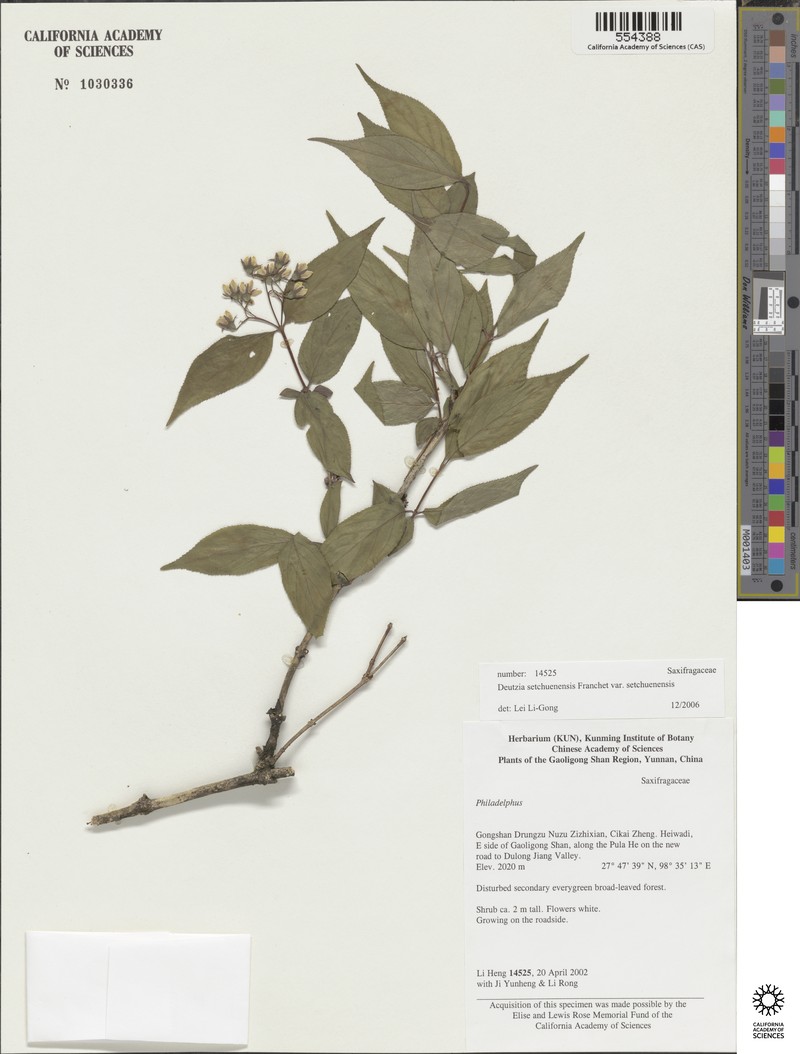 Deutzia setchuenensis var. setchuenensis