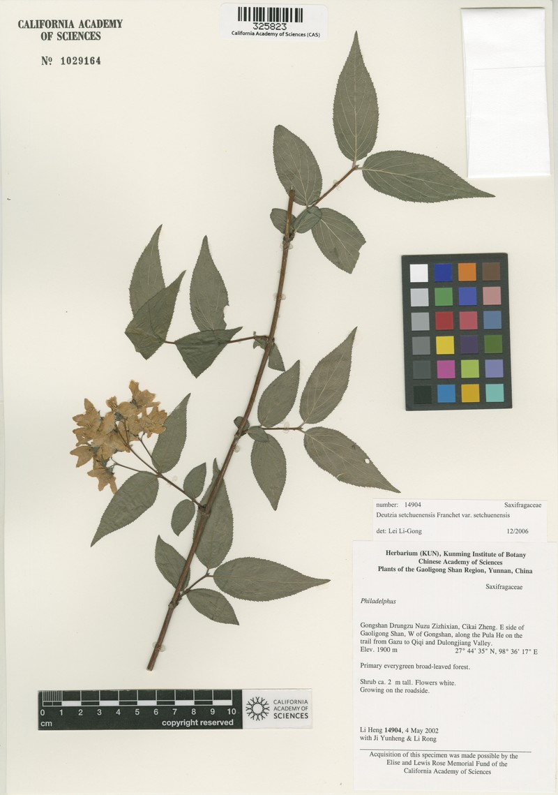 Deutzia setchuenensis var. setchuenensis photo 2