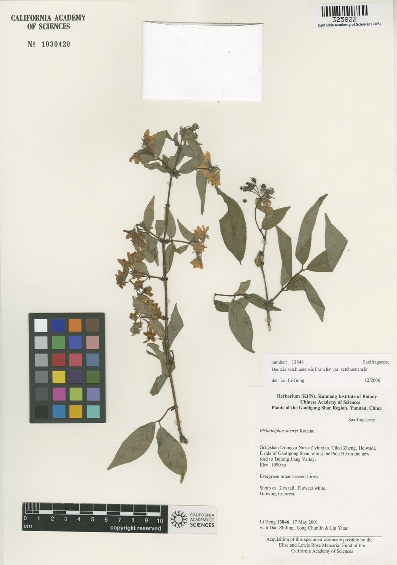 Deutzia setchuenensis var. setchuenensis photo 3