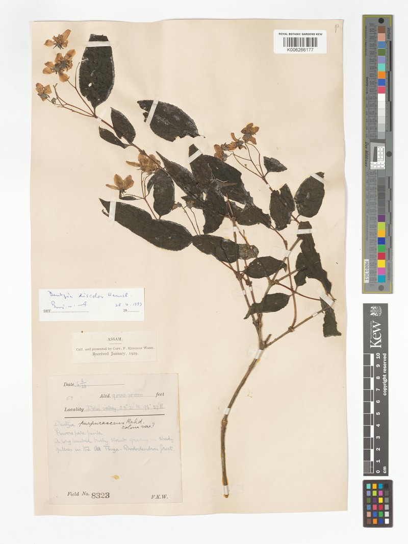 Deutzia staminea var. macrantha