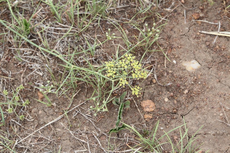 Deverra rapaletsa