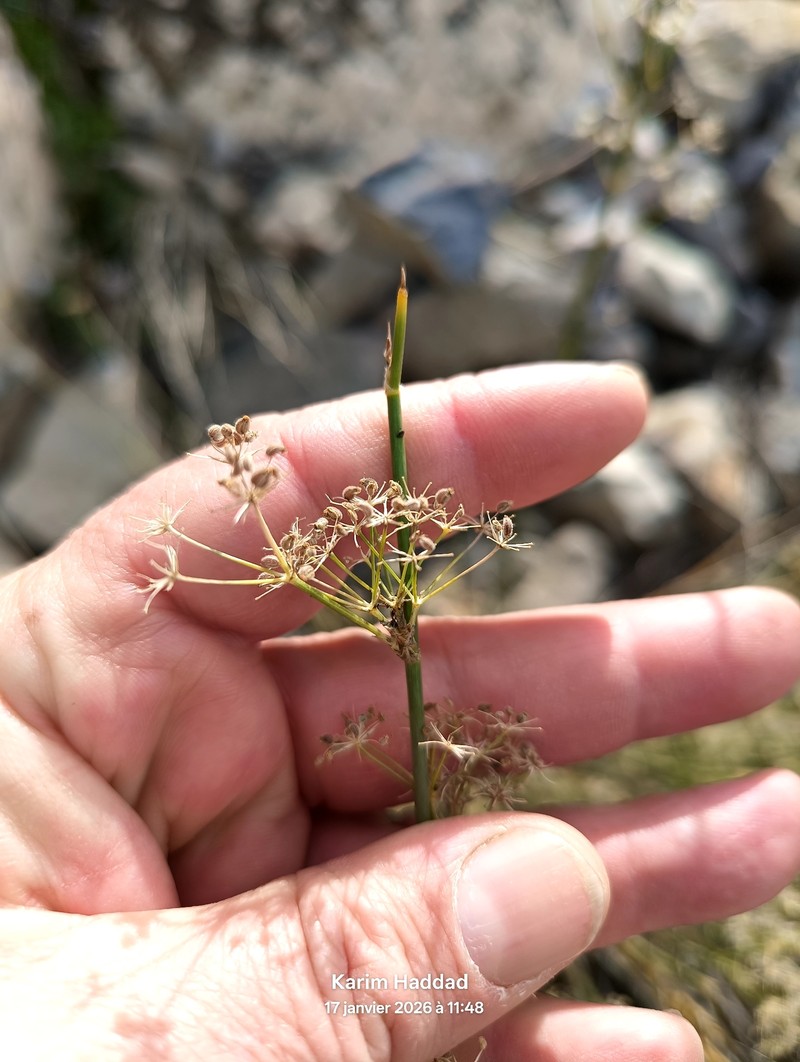 Deverra scoparia subsp. scoparia