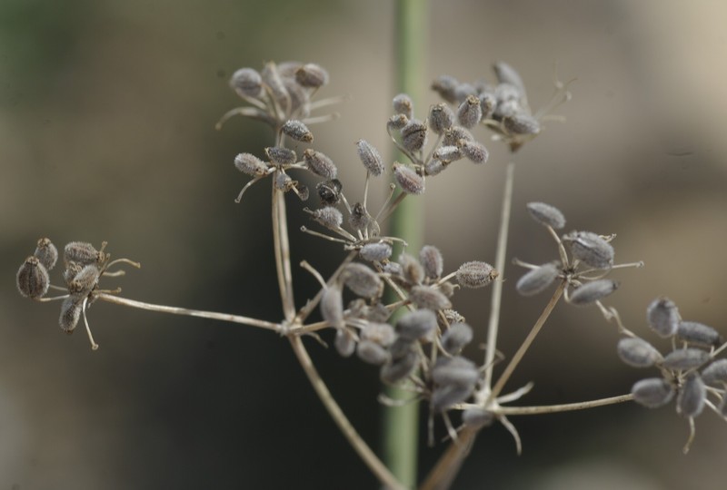 Deverra scoparia subsp. scoparia photo 2
