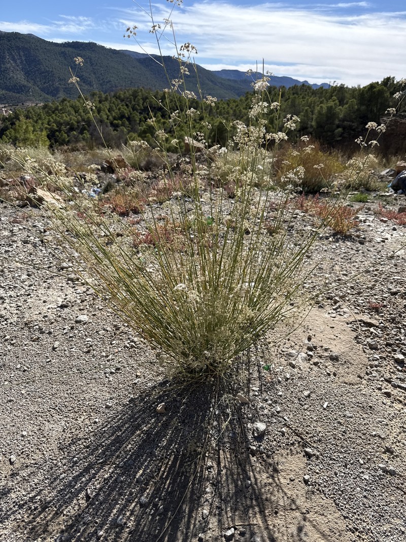Deverra scoparia subsp. scoparia photo 3