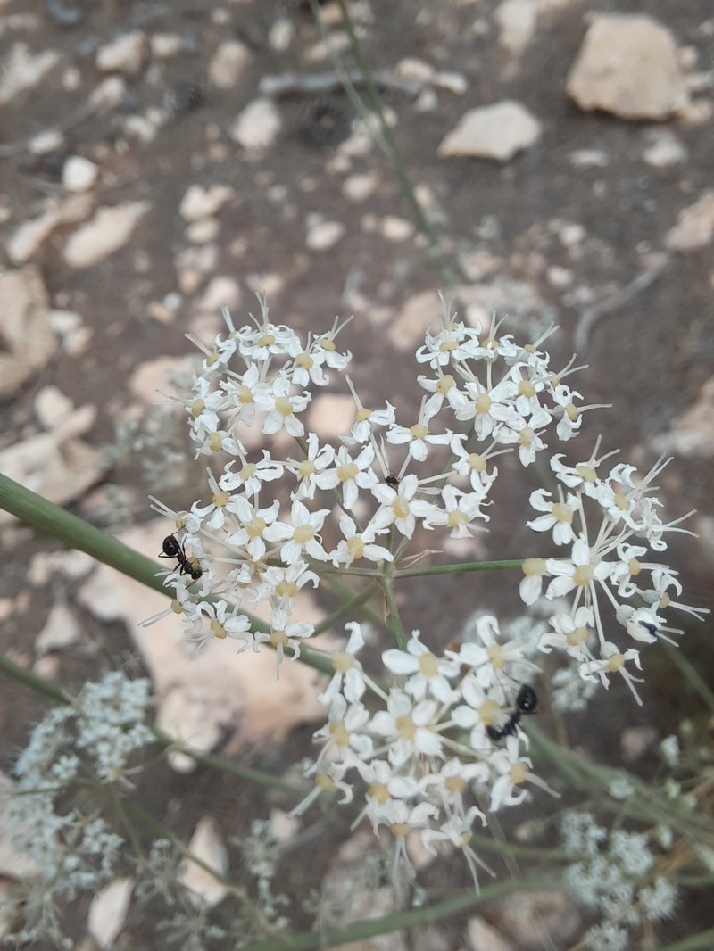 Deverra scoparia subsp. scoparia photo 4