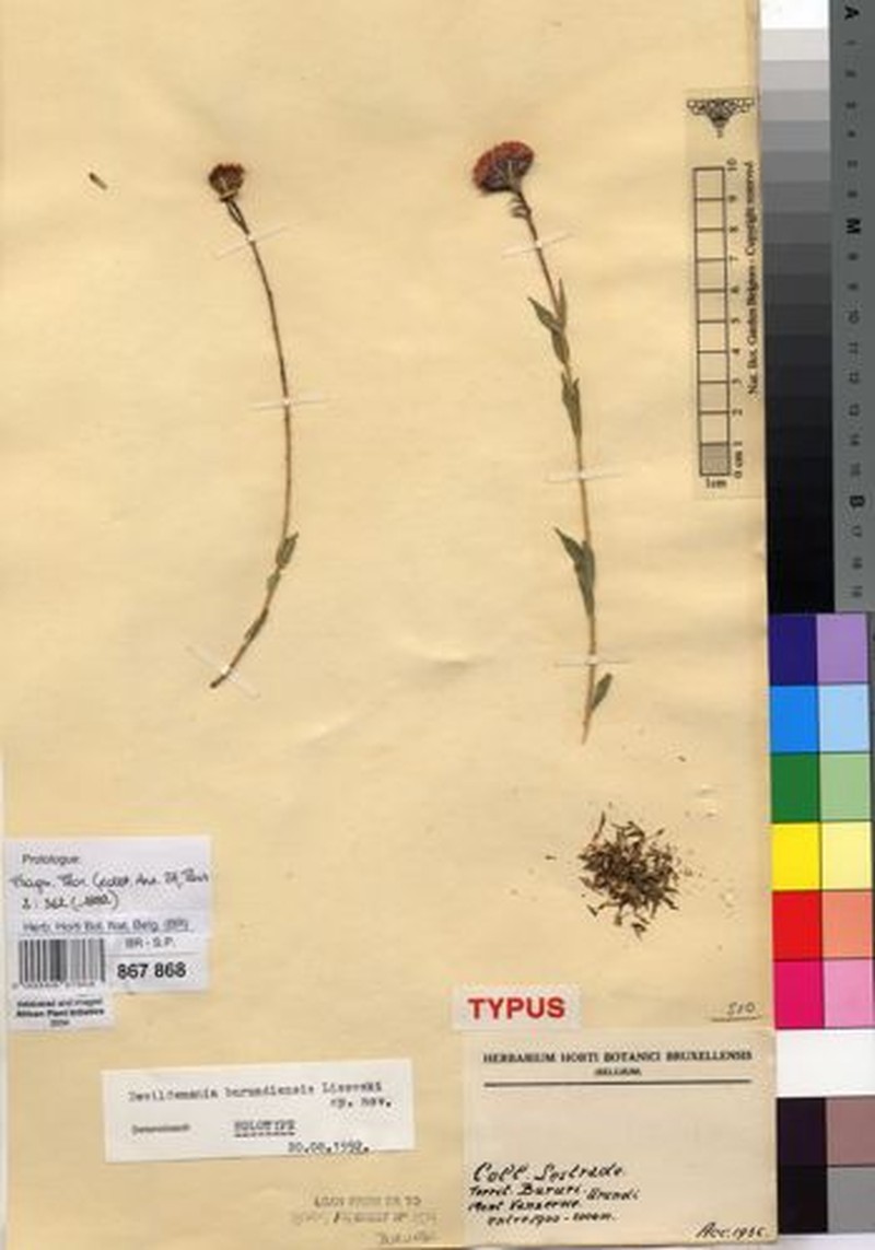 Dewildemania burundiensis