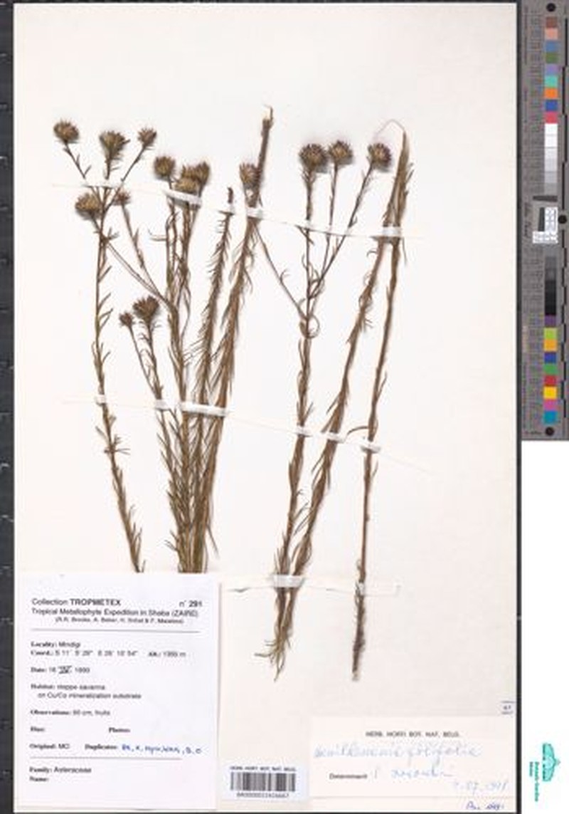 Dewildemania filifolia