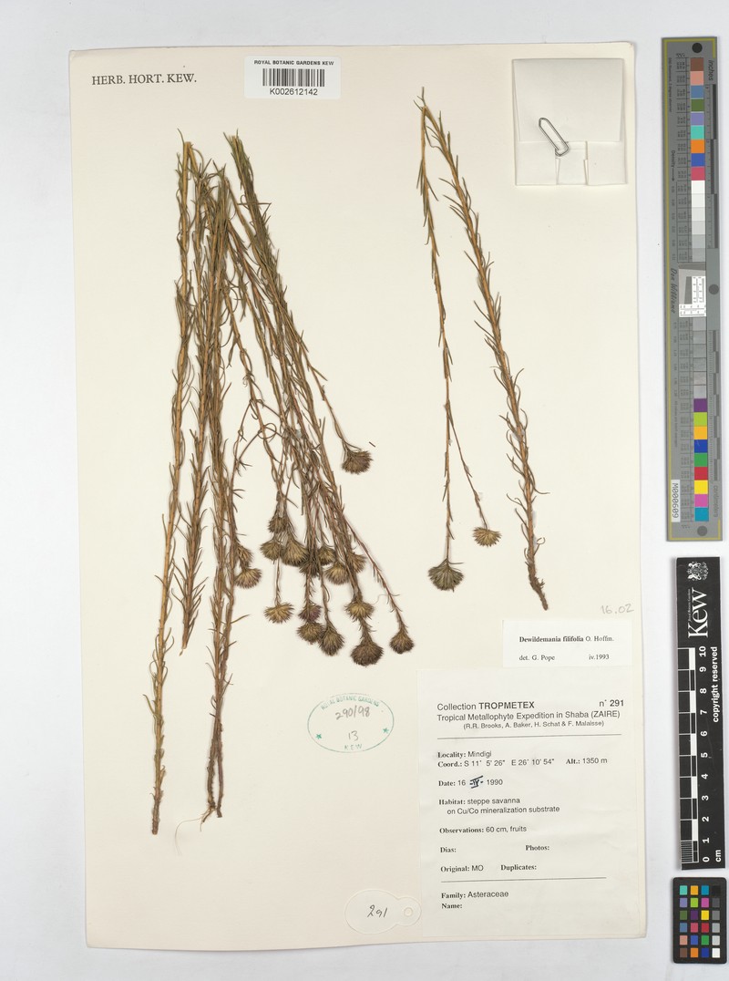 Dewildemania filifolia photo 2