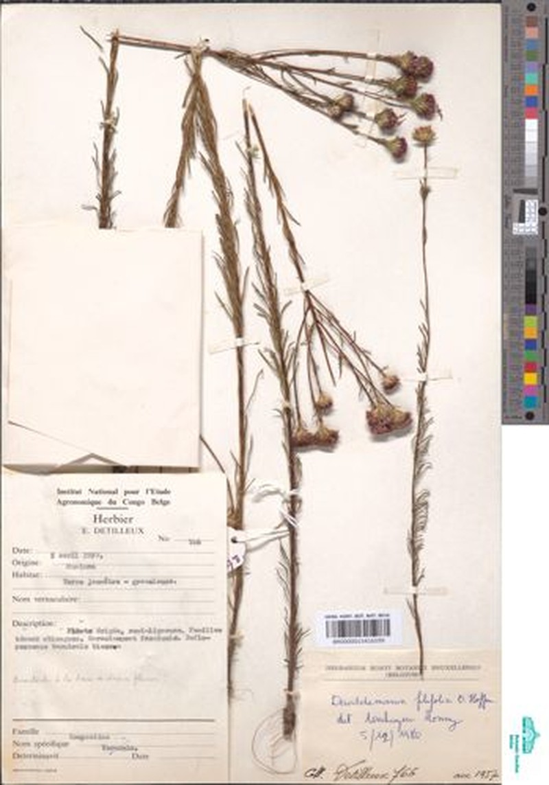 Dewildemania filifolia photo 3