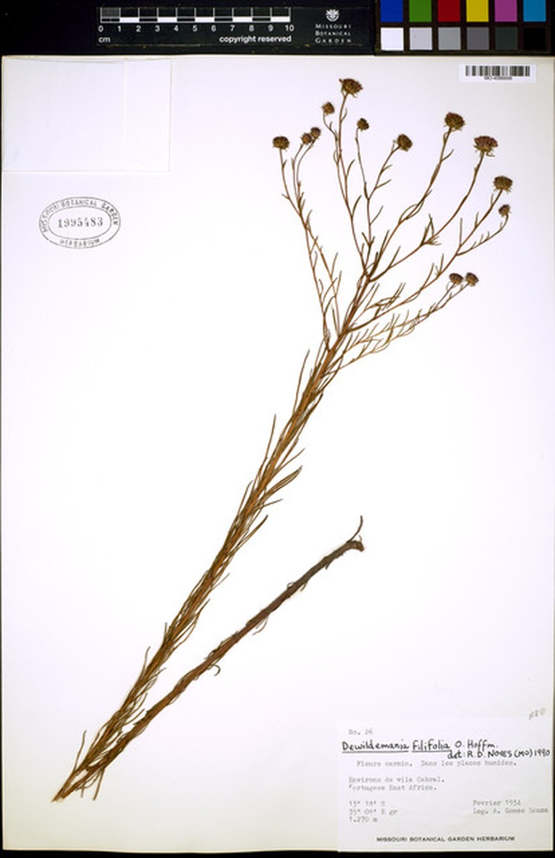 Dewildemania filifolia photo 4