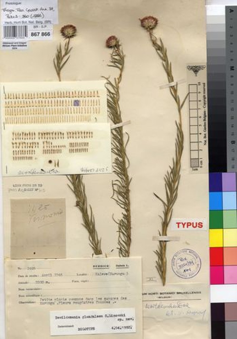 Dewildemania glandulosa