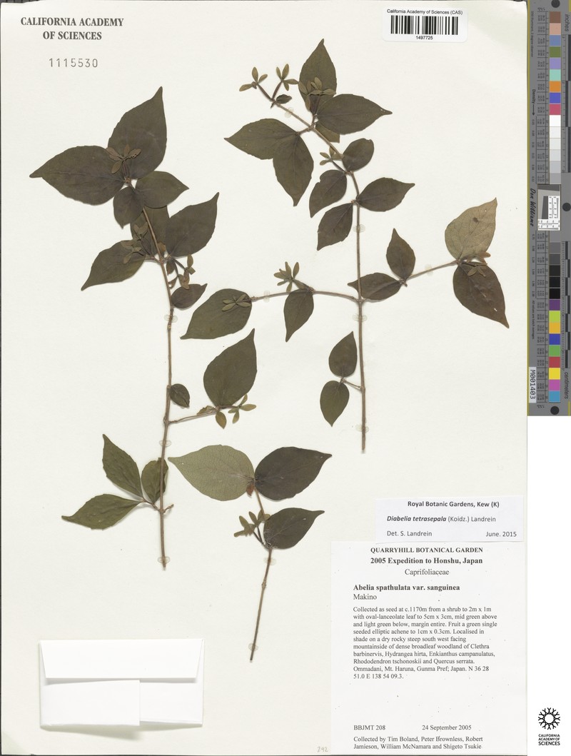 Diabelia ionostachya photo 2