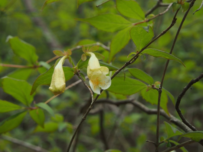 Diabelia ionostachya var. tetrasepala