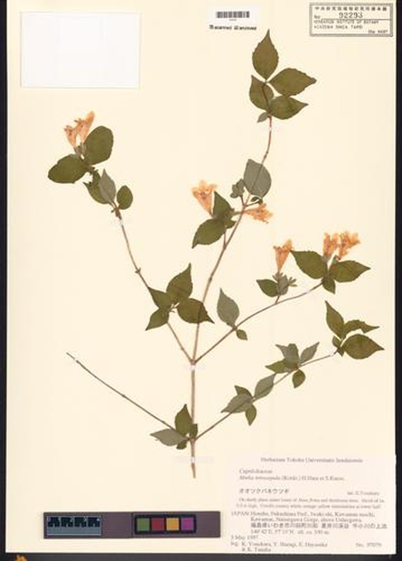 Diabelia ionostachya var. tetrasepala photo 3