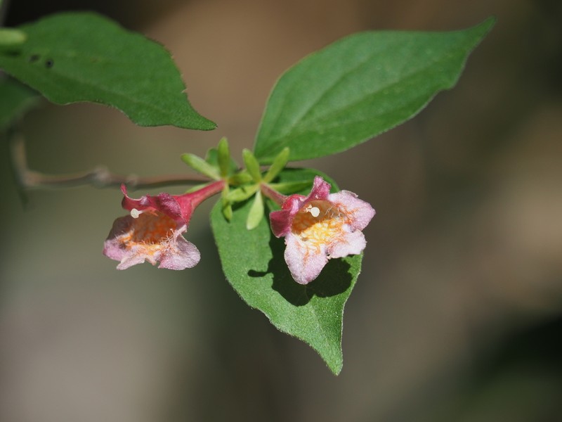 Diabelia sanguinea photo 2