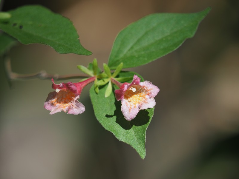 Diabelia sanguinea photo 3