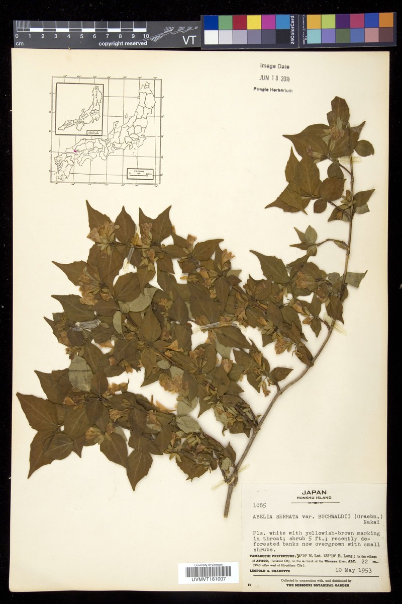 Diabelia serrata f. buchwaldii