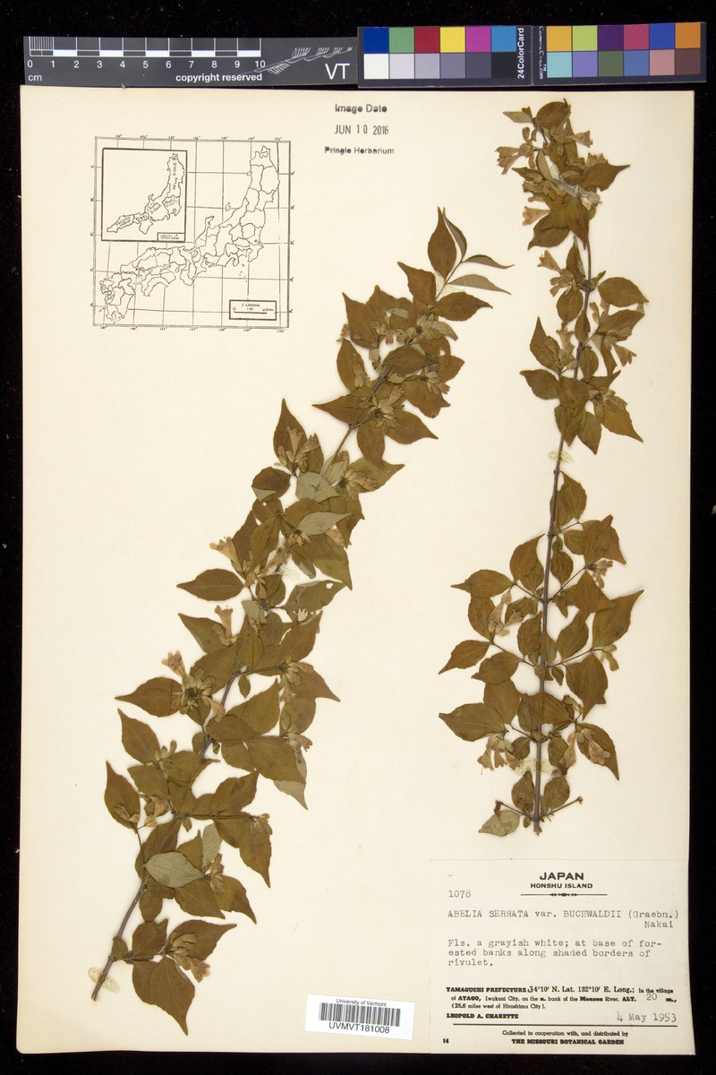 Diabelia serrata f. buchwaldii photo 2