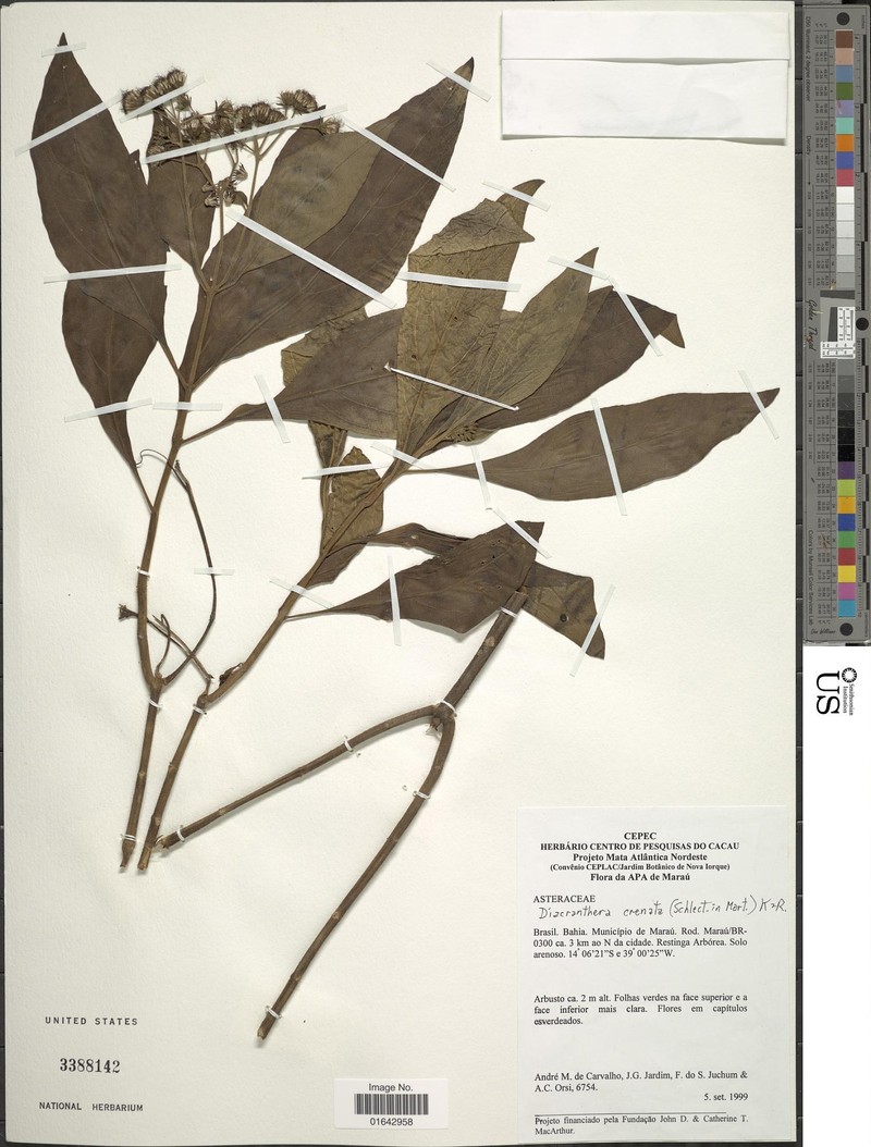 Diacranthera crenata