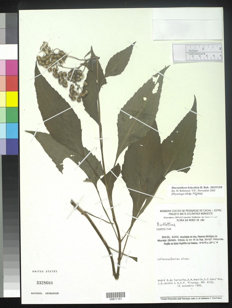 Diacranthera hebeclinia